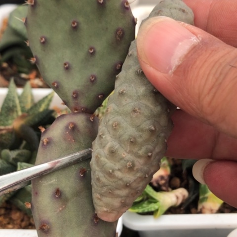 团扇2个品种无根多肉植物