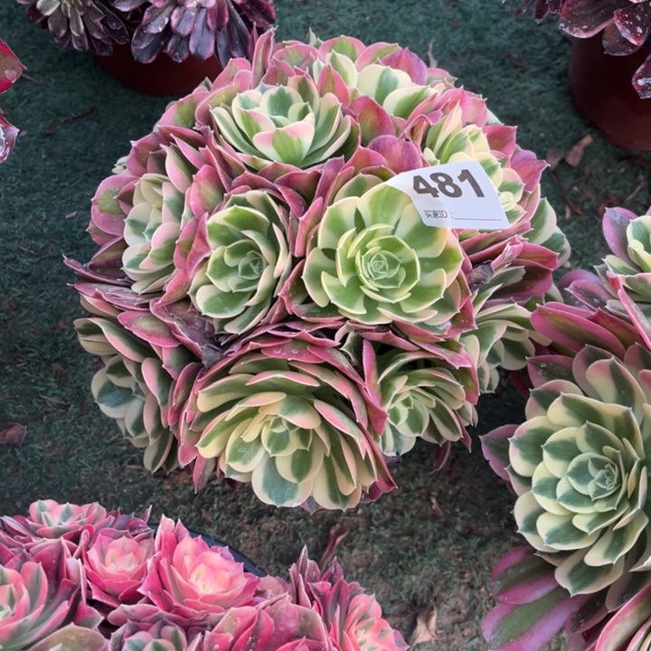 木**?481白凤朵朵多肉