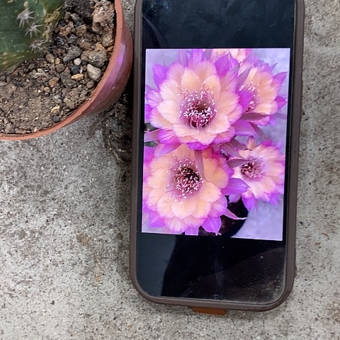 极光丽花，2578900