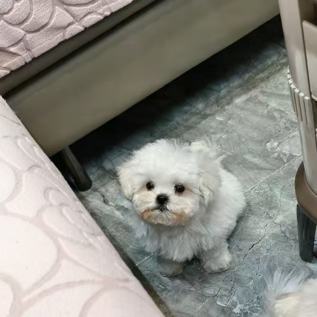 可爱活体韩版小比熊