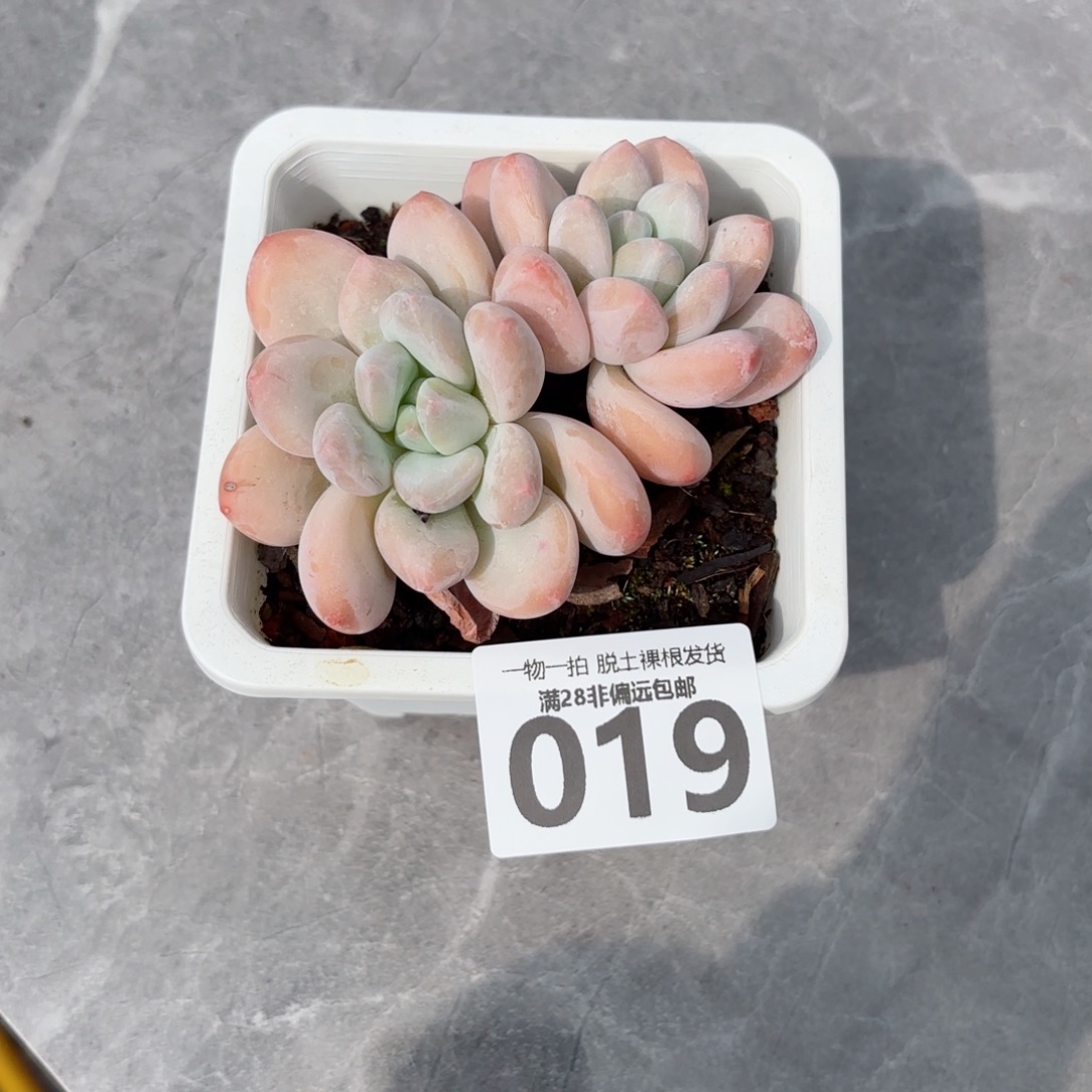 香水老桩无盆土发货