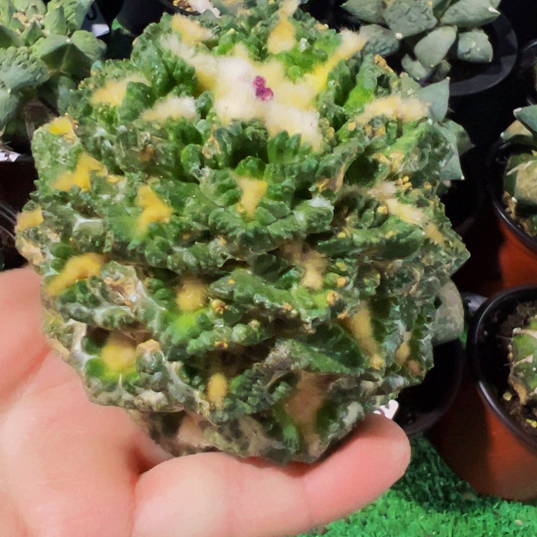 无花朵福利龟甲牡丹有点锈斑653