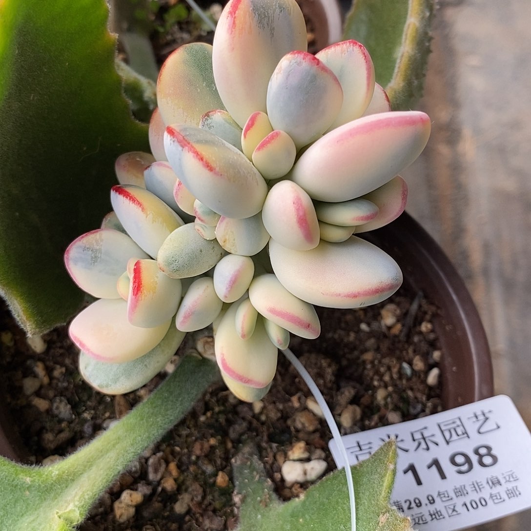 1198福娘锦自然群炸多肉植物哇啦塞