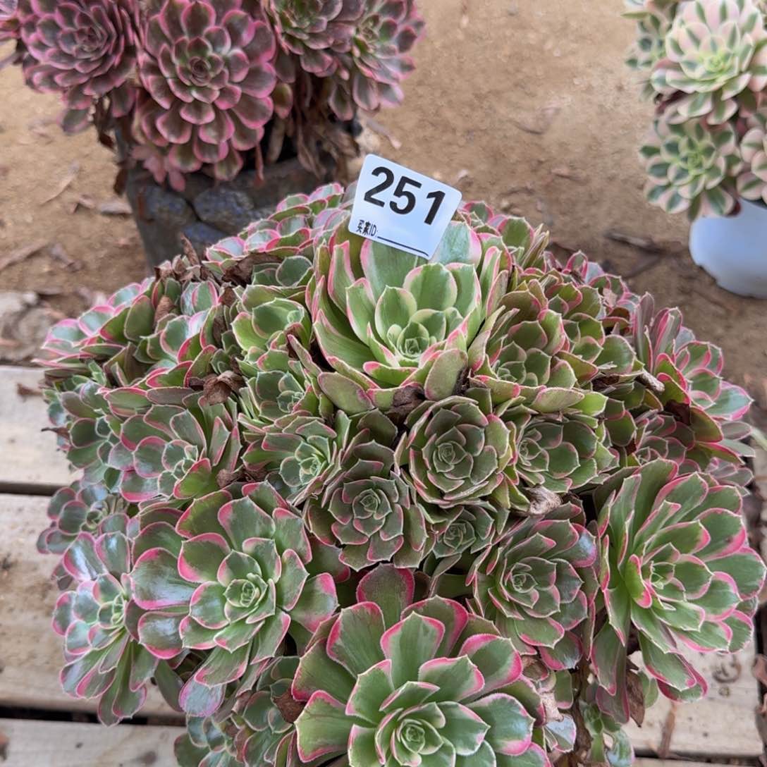 251安娜多肉植物