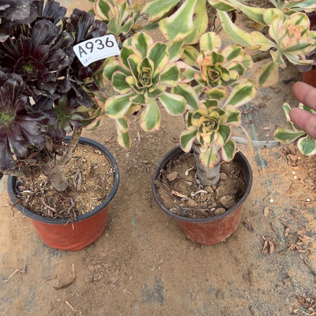 Z***园936两颗组合多肉植物法师