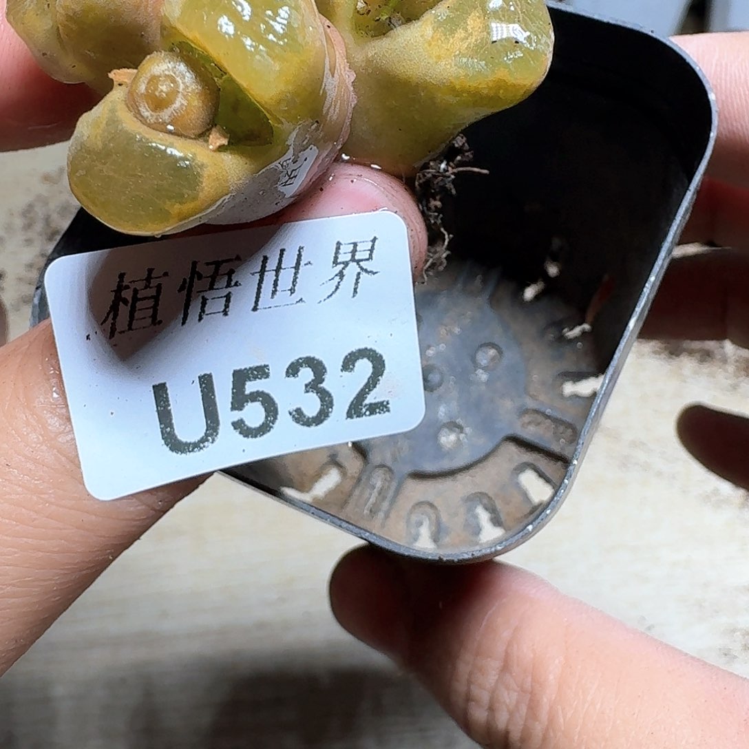 532号多肉植物哇c g