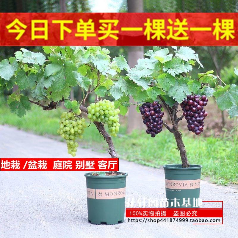 葡萄树苖特大巨峰葡萄苗爬藤阳光玫瑰葡萄树苗北南方种植果树果苗