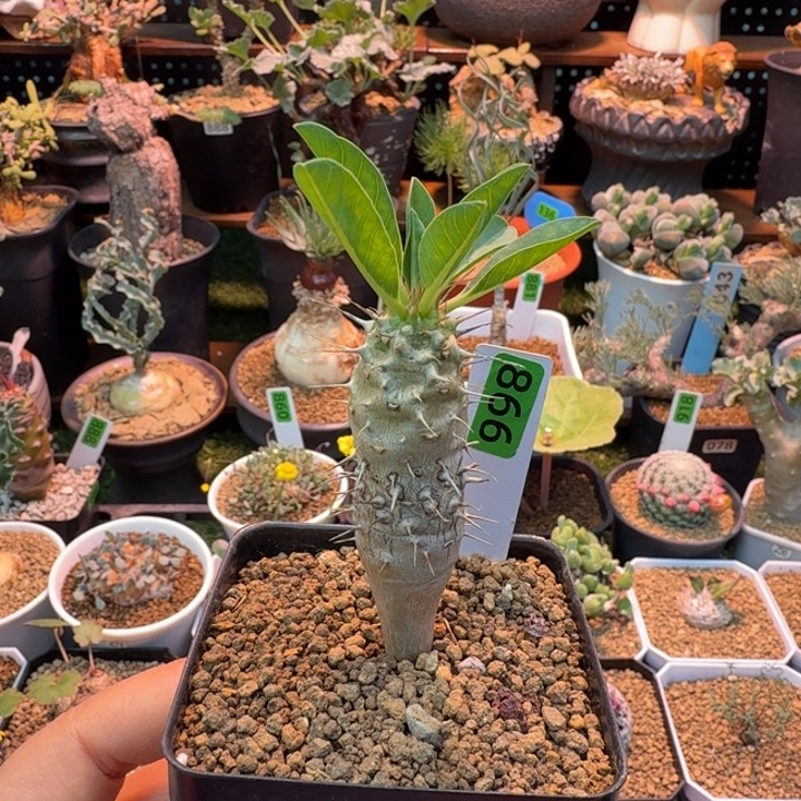 实生鬼栖阁998 仙人球