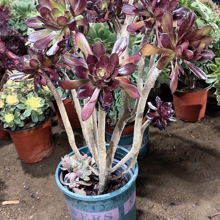 多肉植物法师黑法49