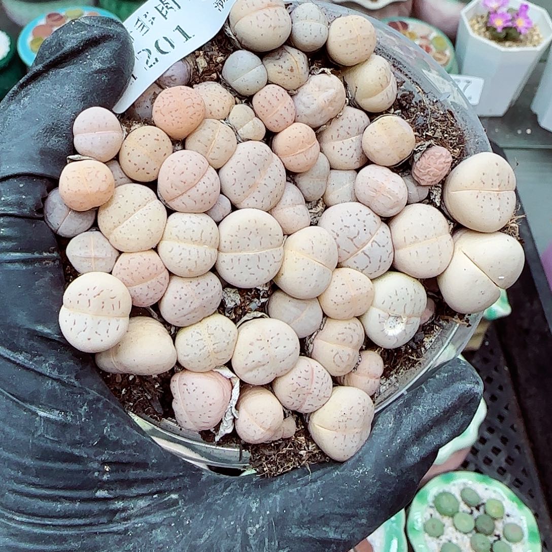 生石花满18包邮1201-84