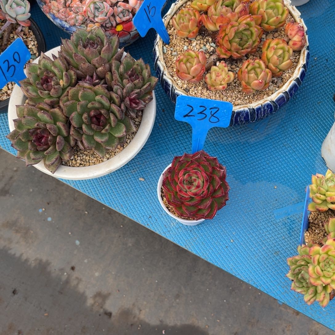 @****欣238红色多肉植物