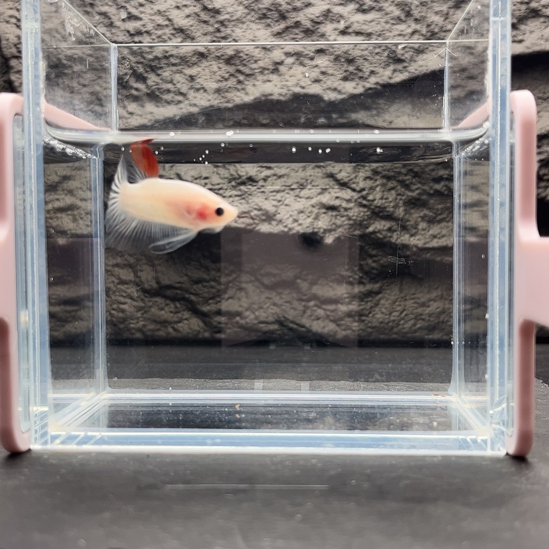 海水鱼宙斯斗鱼竞拍12--02