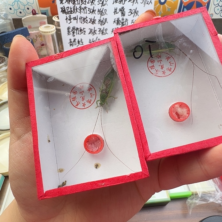 两只金钟……oi和买的虫具一起发