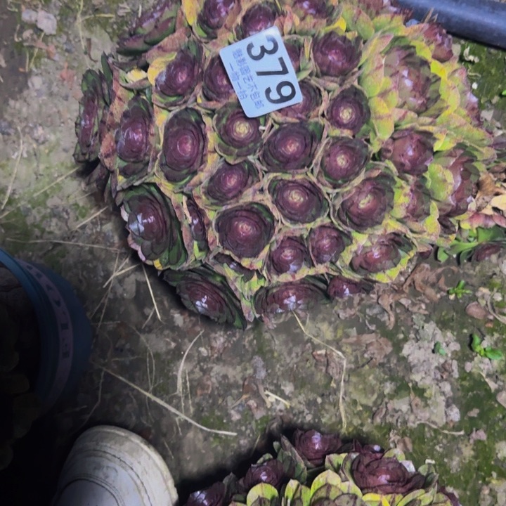 拉丝花29-46包邮花花