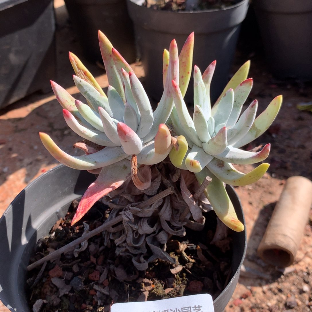 初霜，2月8日发货