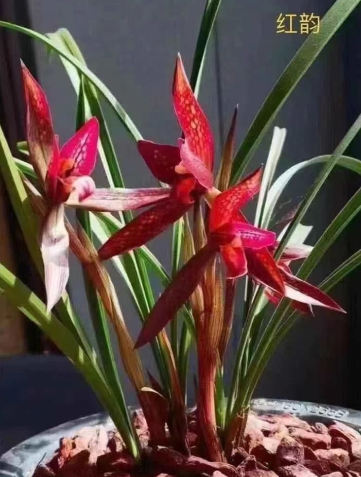 【鼎诚静兰谷】春兰【红韵】桌面阳台盆栽花卉绿植