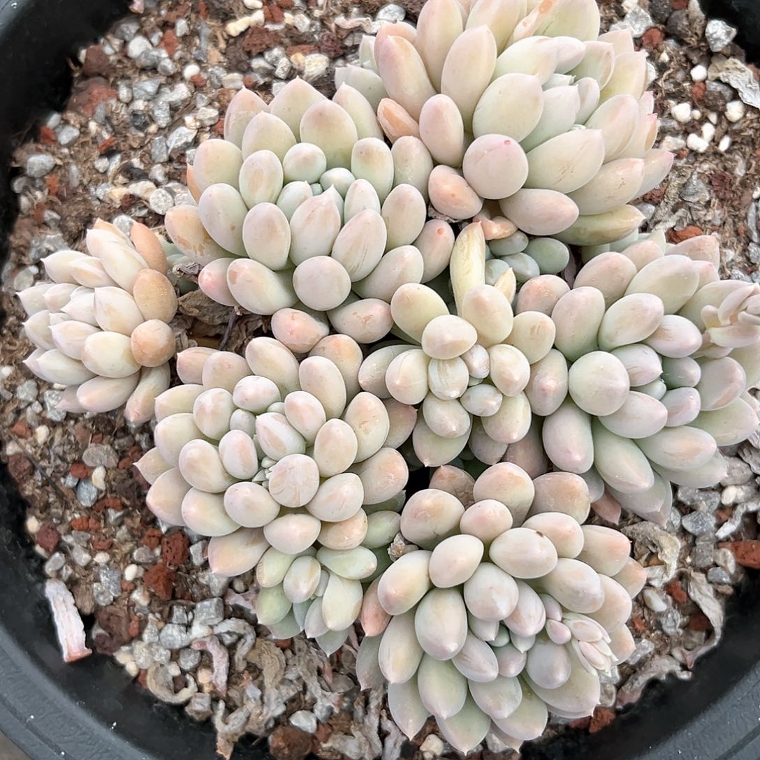 阿雅园艺。           161