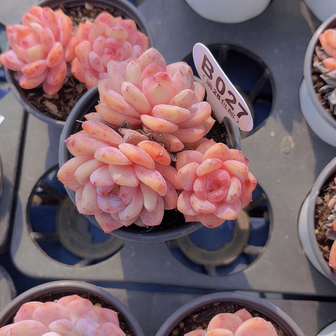 D027橙子一物一拍