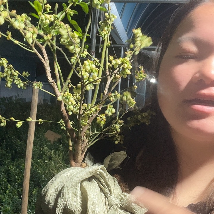 完全开放蓝莓带花苞3年苗