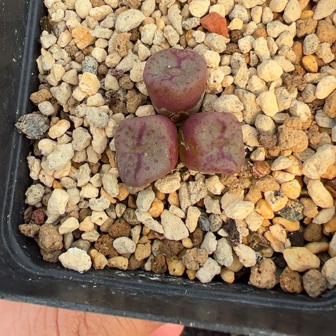 4-58紫方碗肉锥多肉