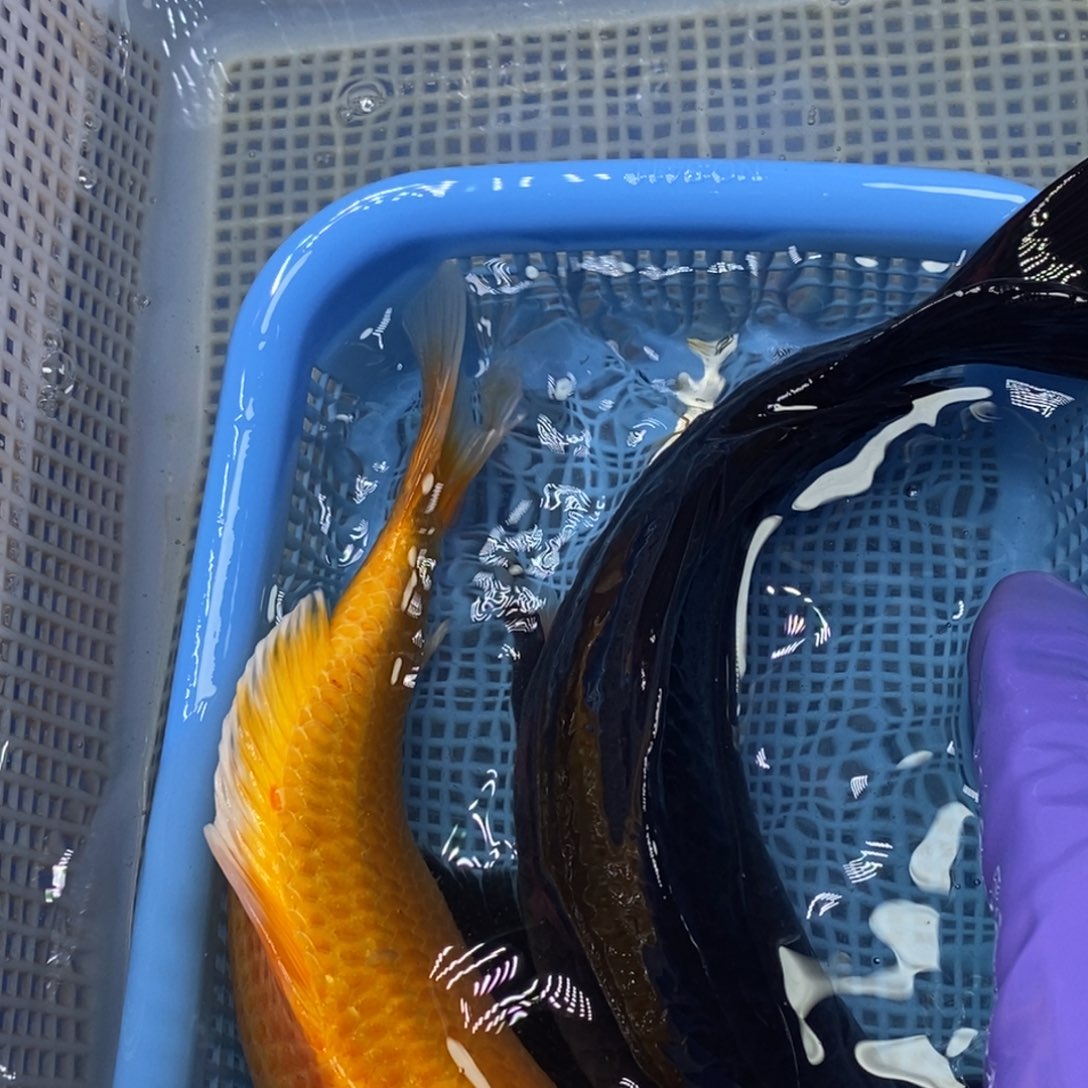 锦鲤冷水锦鲤包邮