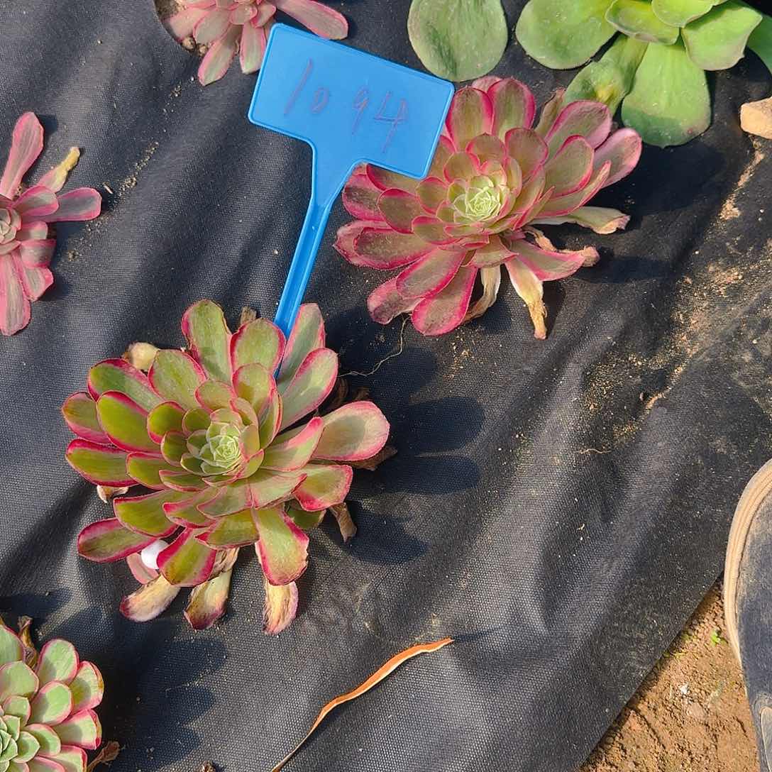 1094孔雀翎两颗寄养哦哦