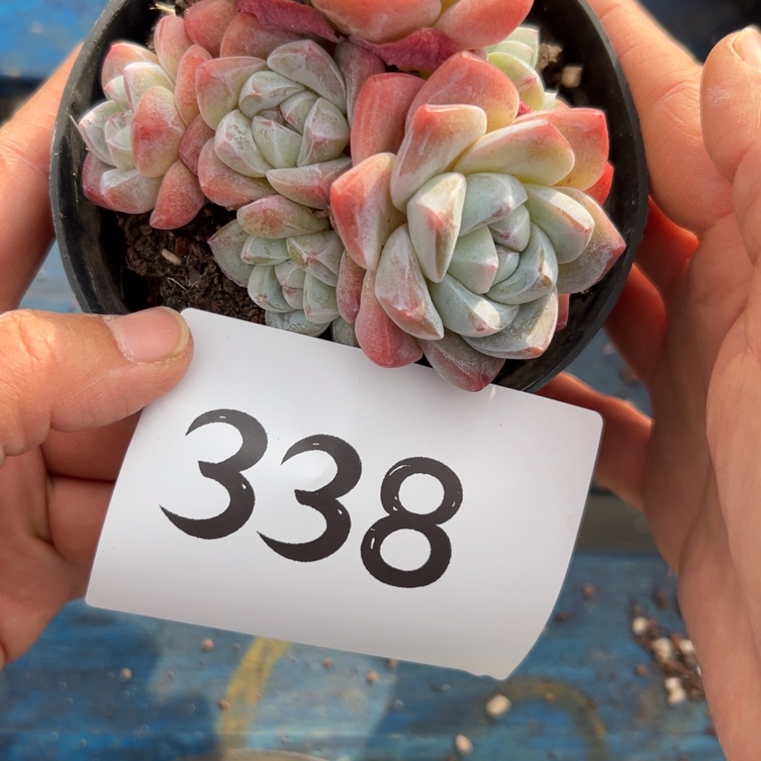 H***y338、发发法国法国哥哥哥哥