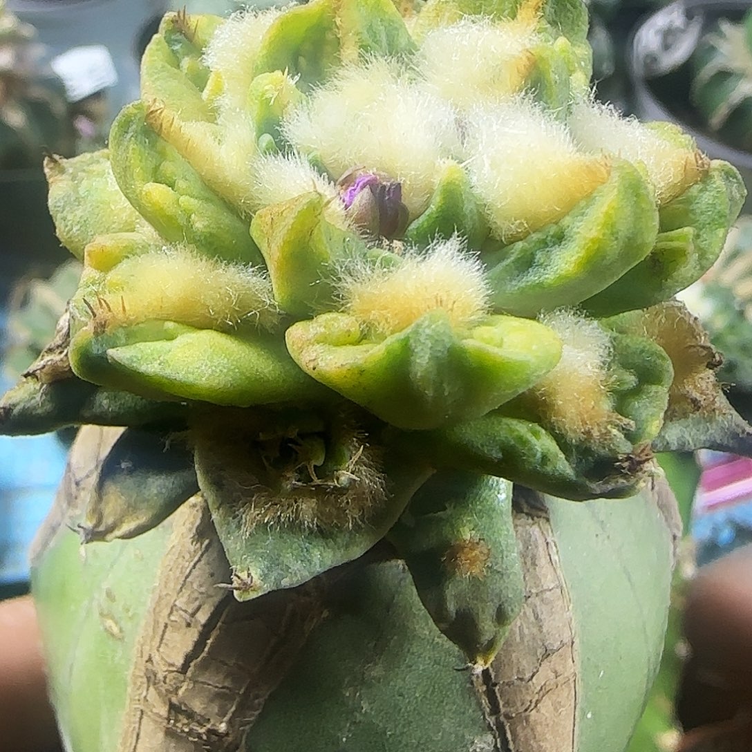 龙牙龟甲锦767仙人球