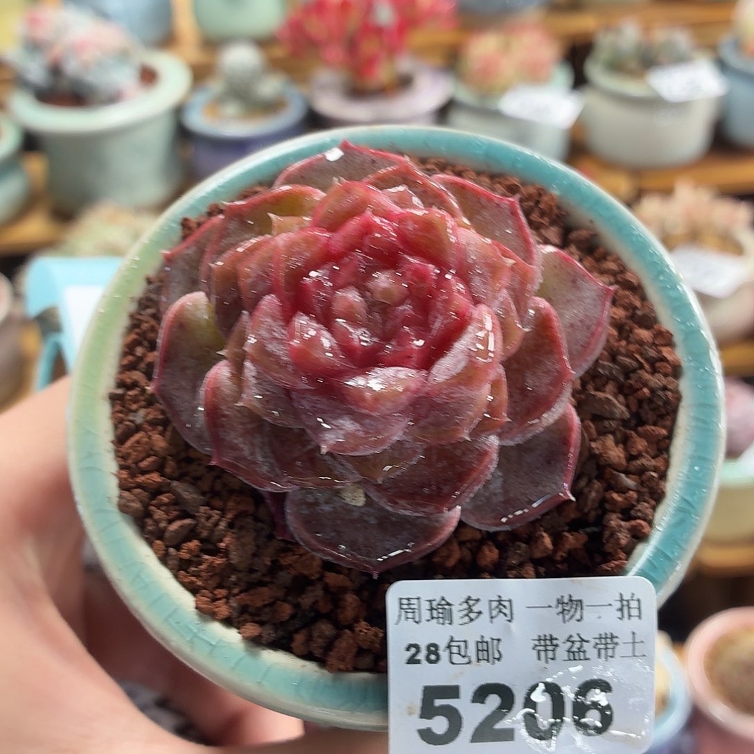 5厘米盆精控多肉5206