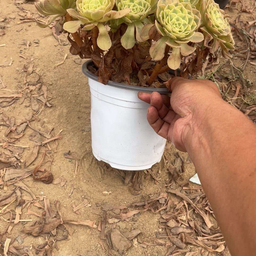 9-6-24雨荷法师多肉