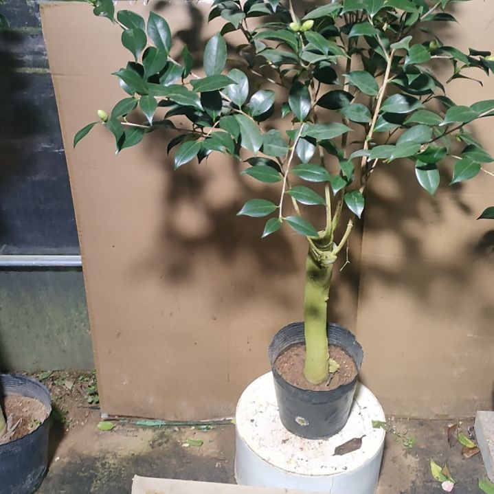 291不知名，原盆原土发货，不包邮