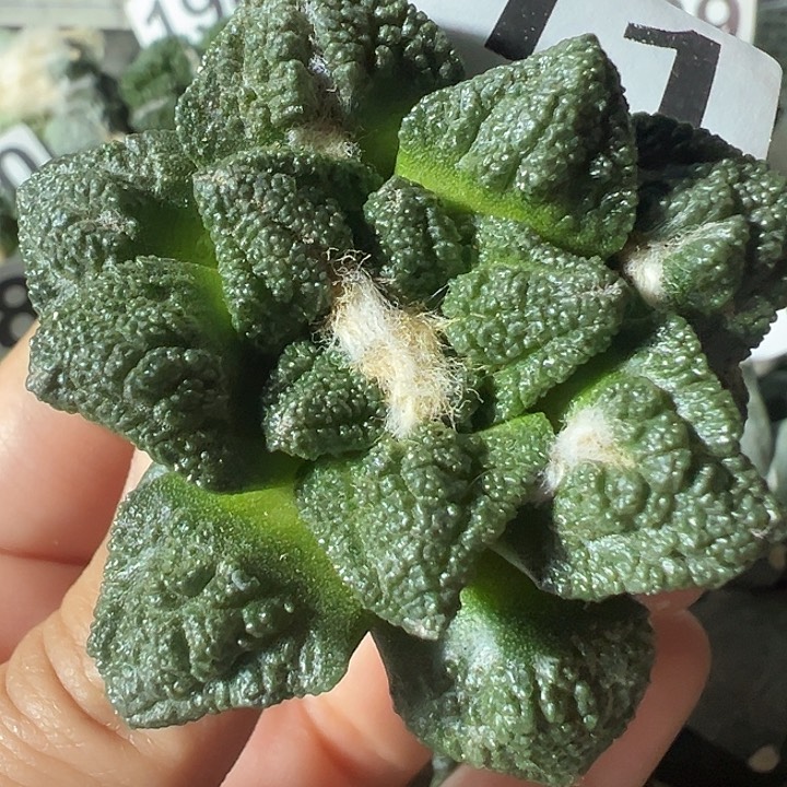 辛顿落地有根211