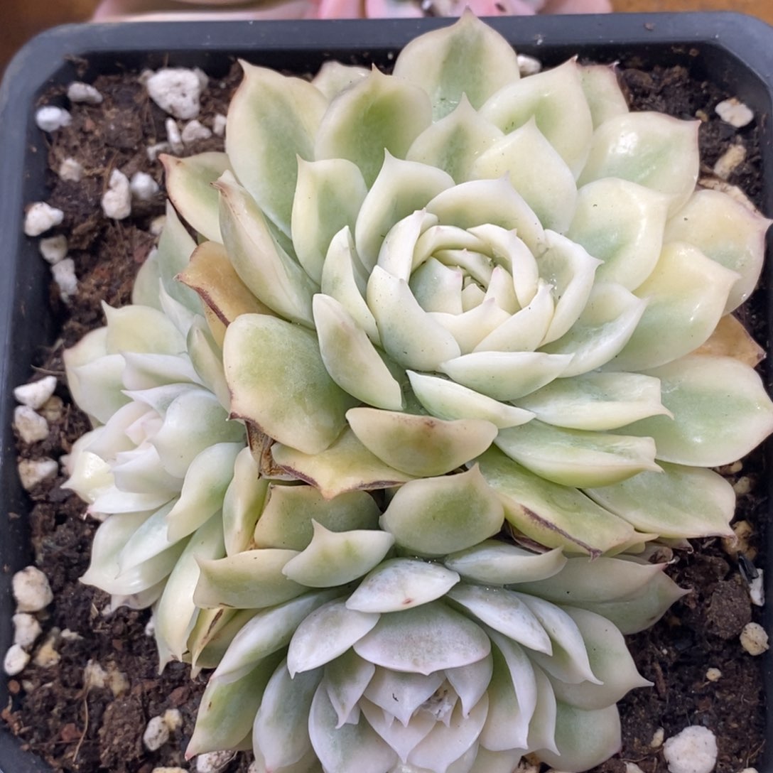 昂斯诺锦三头群生