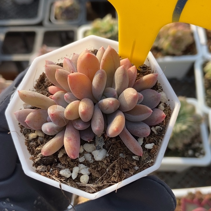 949灰姑娘多肉植物保护