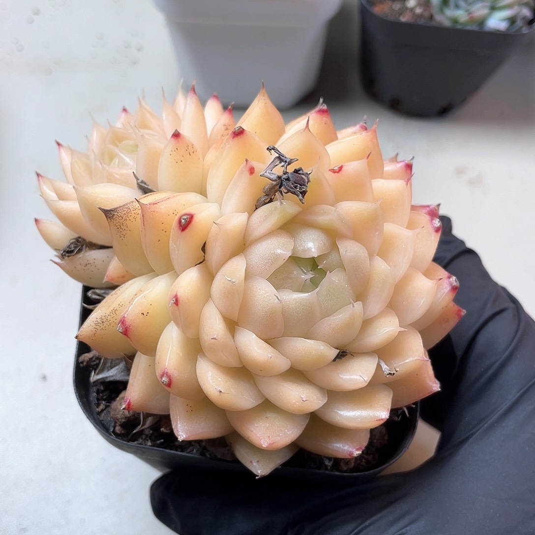 优选麦秆福利496