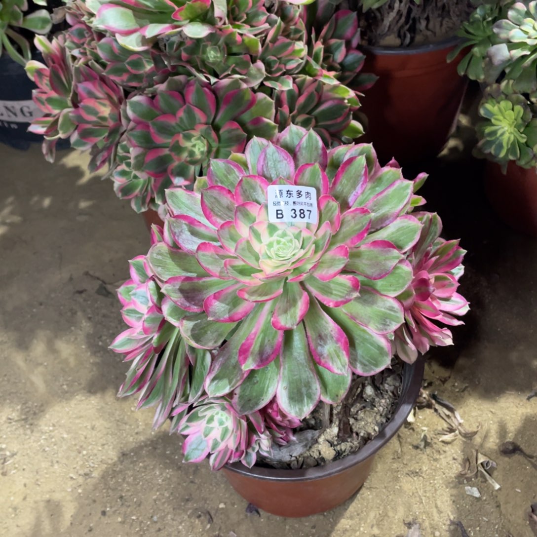 387孔雀翎多肉法师断枝不包