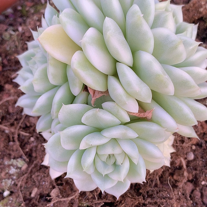 阿***乐麦秆白瓷锦群一物一拍