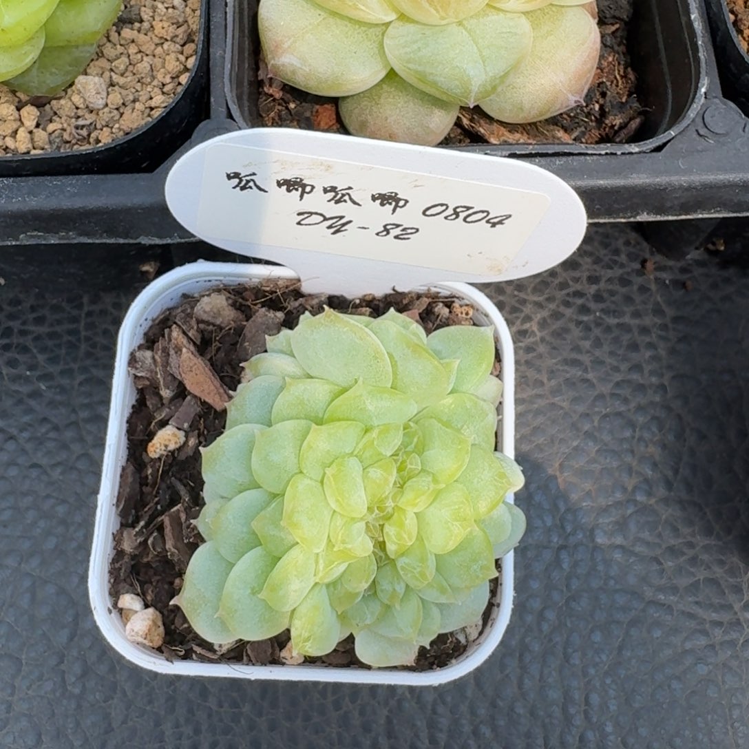 芥***事0804-082-6123缀一颗