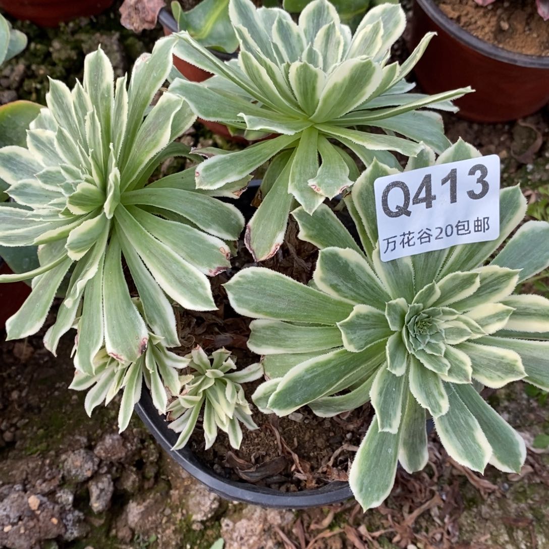 413碧浪多肉植物