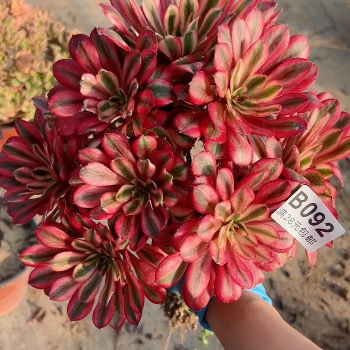 92香奈多肉植物提