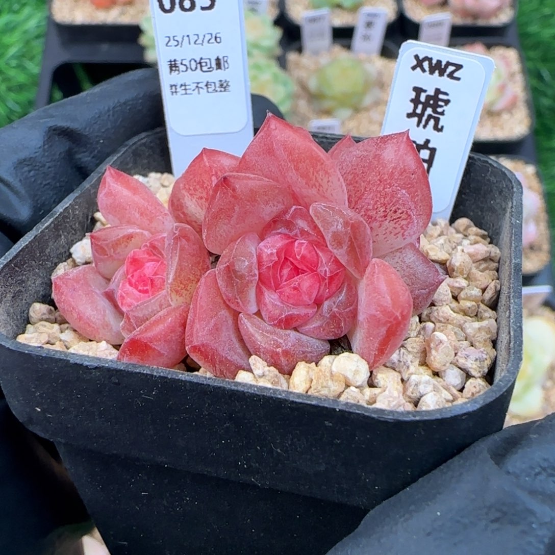 085   琥珀   5厘米盆