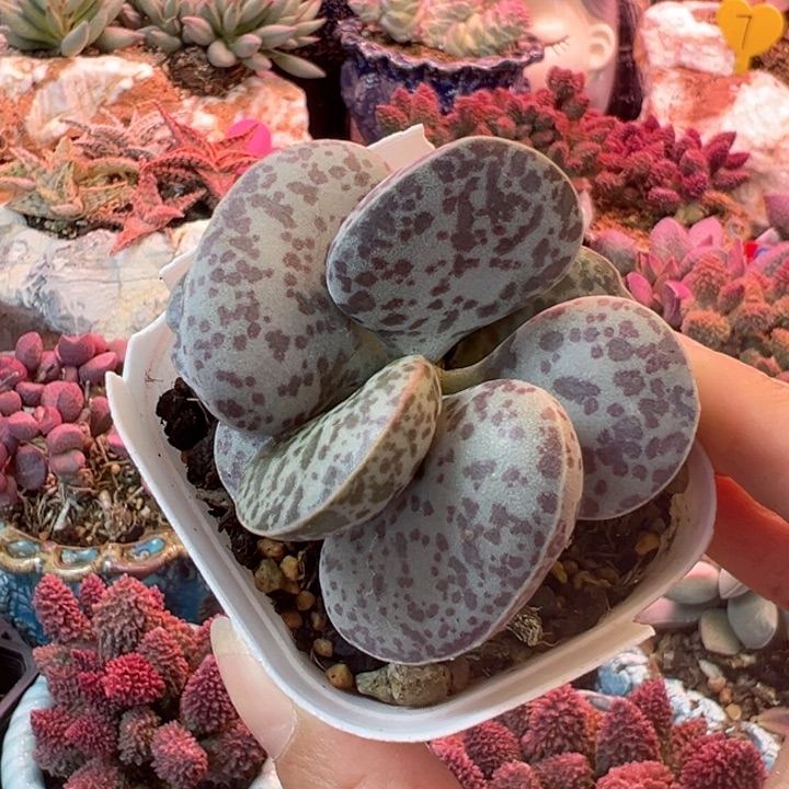 柚*~一物一拍，感谢支持