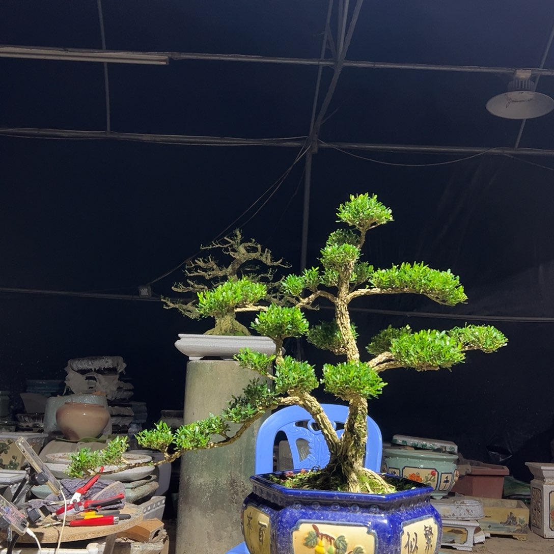 无花朵广东雀舌黄杨盆景