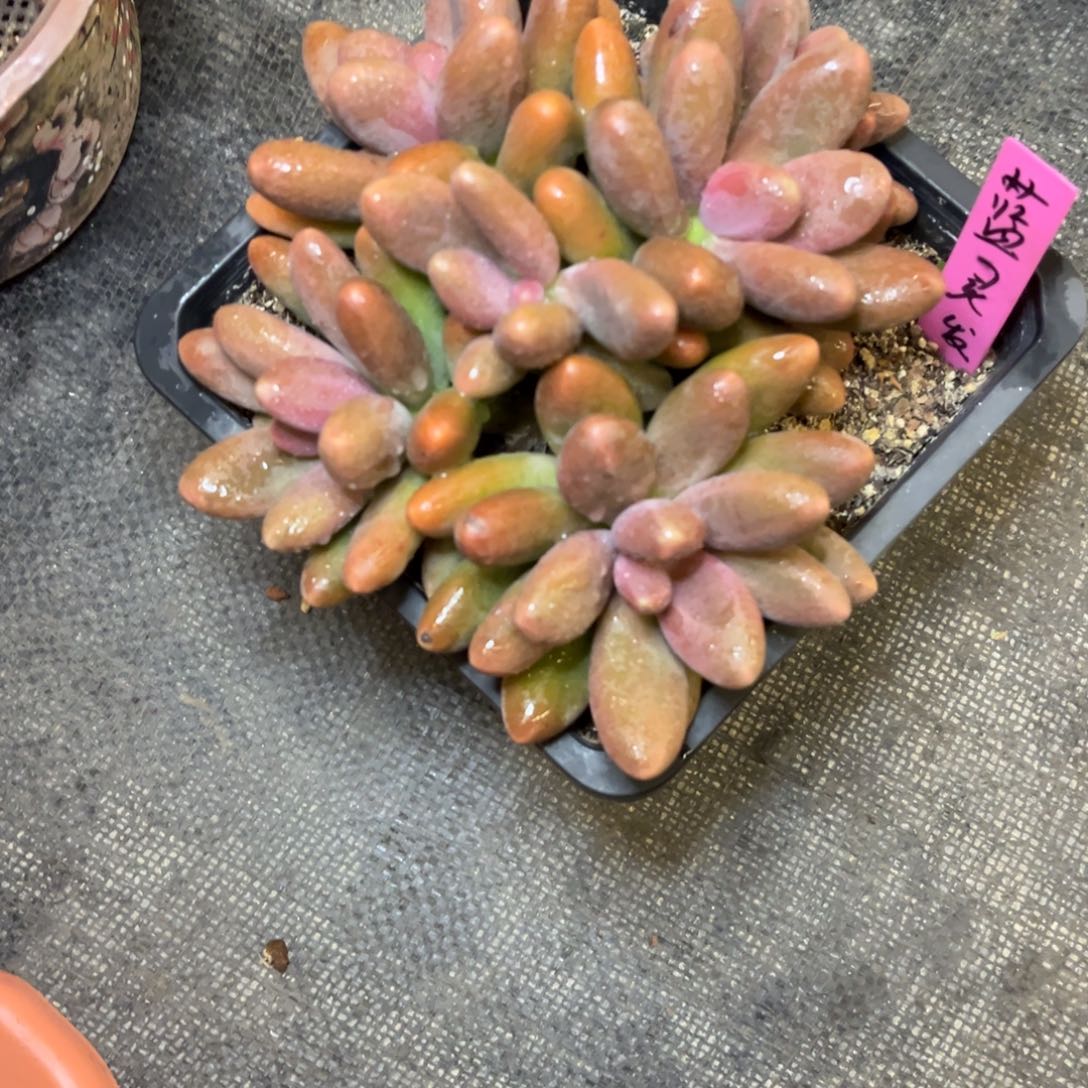 糖果美人脱土发货。。