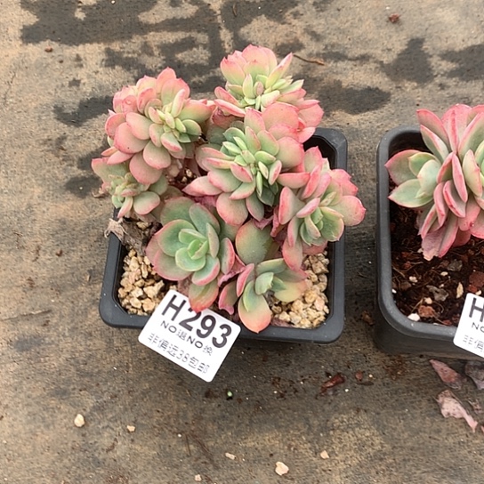 ****e霞光缀化293 亏本处理退款拉黑7-8天发货