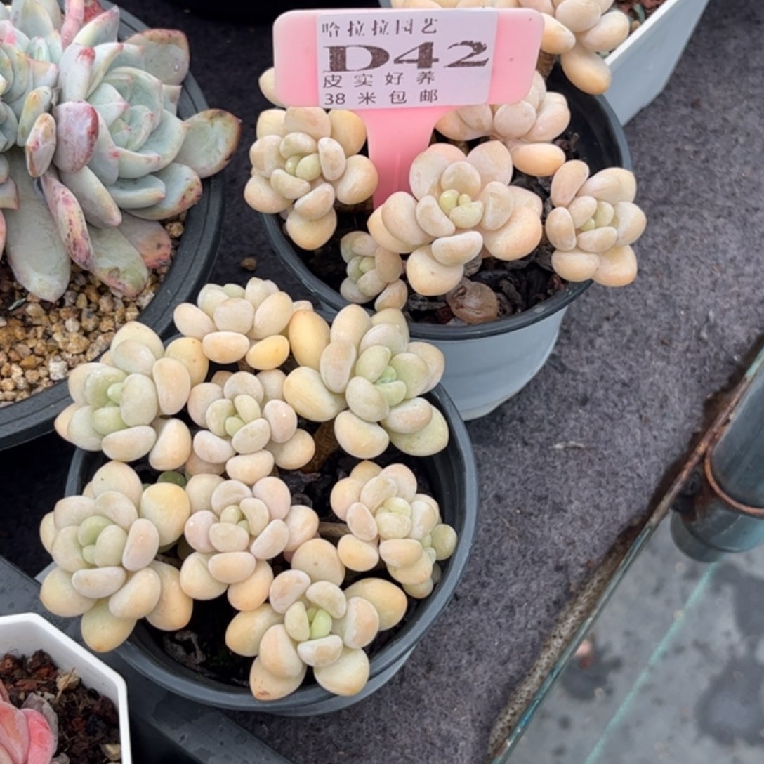 红*?多肉植物11111