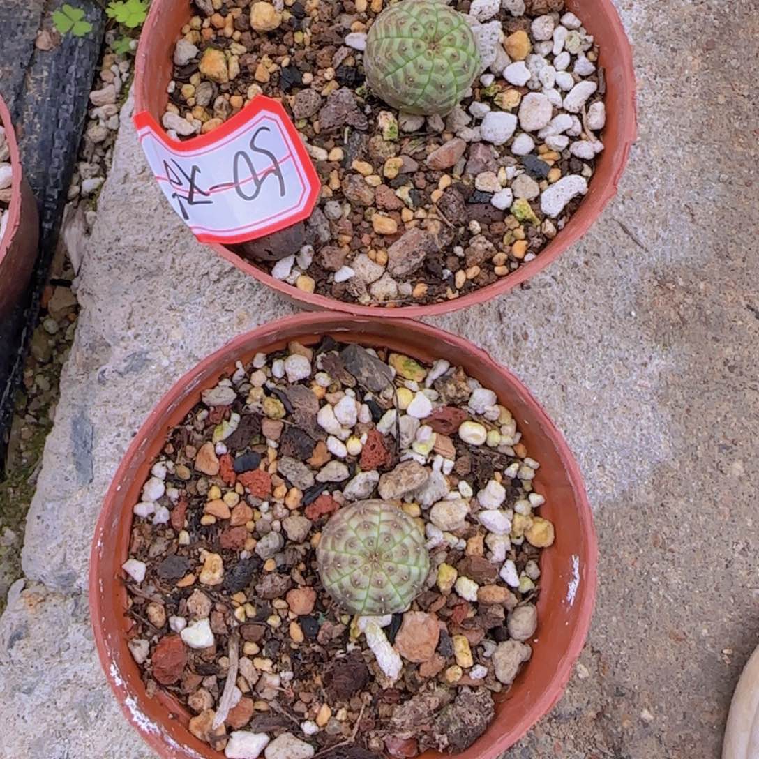 天*块根植物块根植物