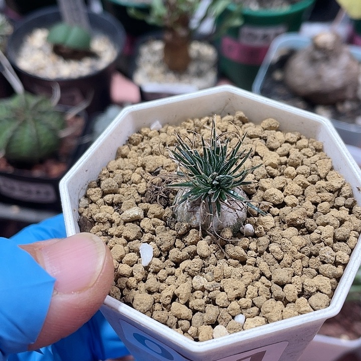 081毛叶迷你海葱，