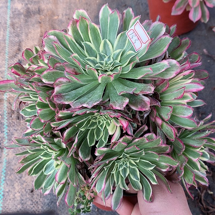 133天和多肉植物