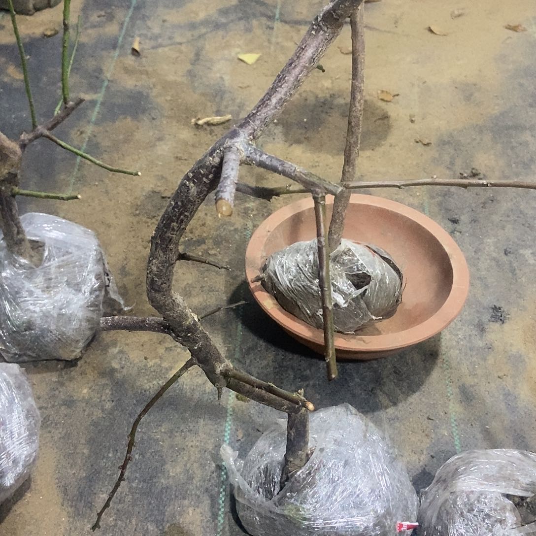 无花朵锦红垂枝梅花